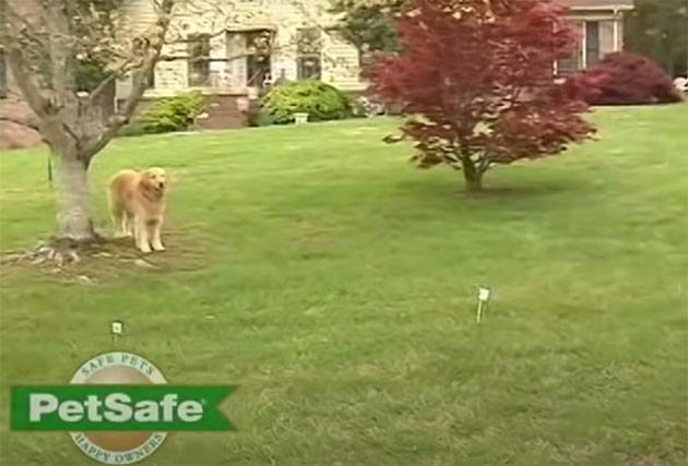 petsafe wireless dog fence collar instructions