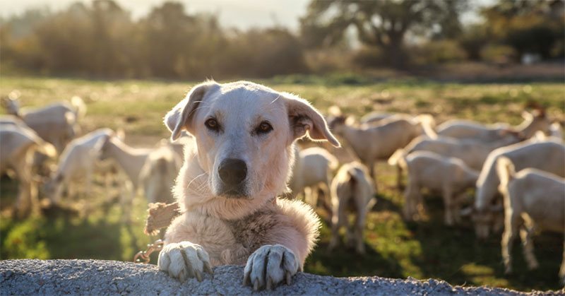 dog fence for large area