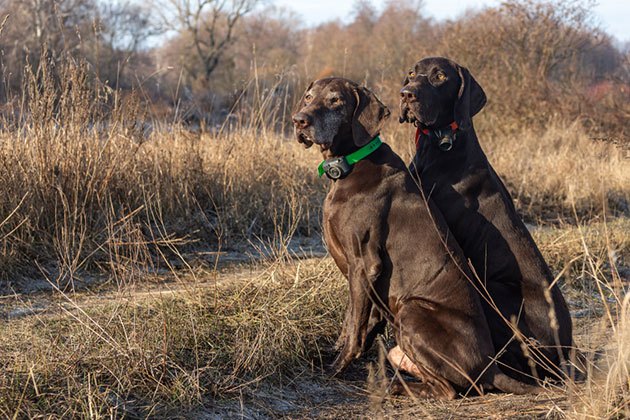 best dog fence for large area