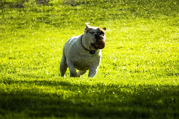 best invisible dog fence for large area