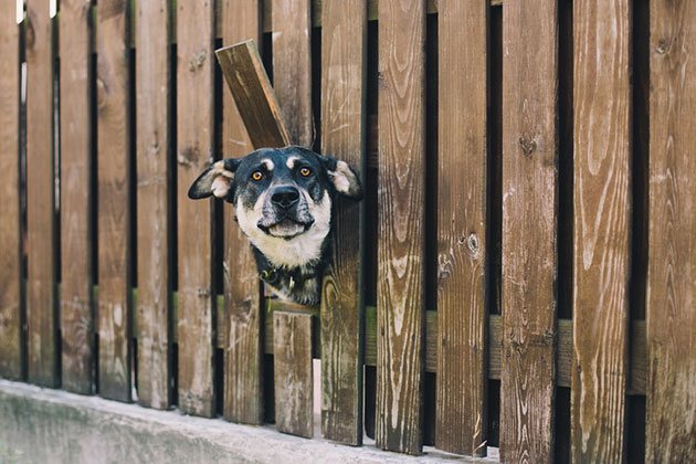 types of dog fence