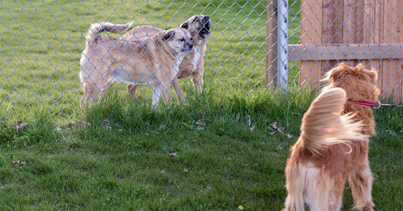 types of dog fences