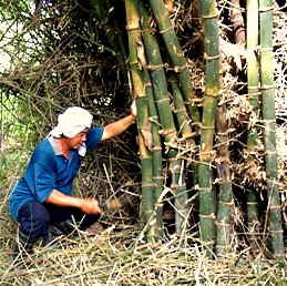 Photo shows a clump of spiny bamboo being harvested.