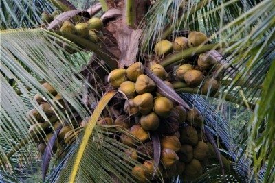 Exceptionally prolific coconut tree shows advantage of green coconut.