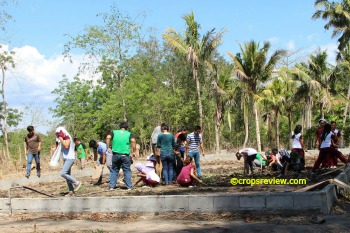 Soil filling, manuring and levelling in preparation for the growing of lowland rice