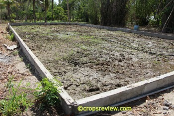 Concrete rice paddy for the growing of rice