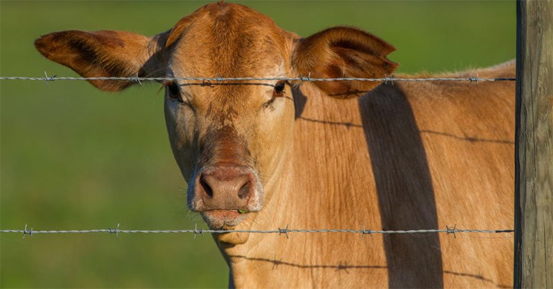 best barbed wire for cattle