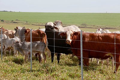 best barbed wire fence for cattle