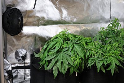 what size tent to grow 4 plants