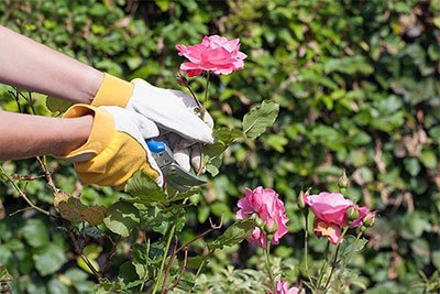 best pruning shears for roses