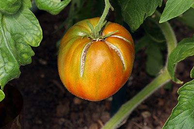 what causes tomatoes to split before they are ripe