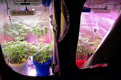 what size grow tent for 2 plants