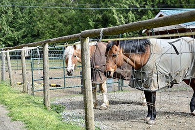 fencing for miniature horses