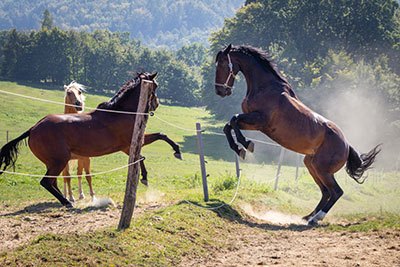 common electric fence earthing problems