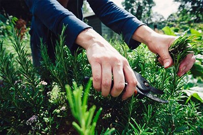 best pruning shears for trees