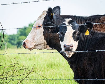 farm fence with wire mesh