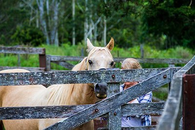 horse fencing options