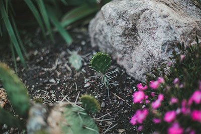 how to kill cactus in your yard