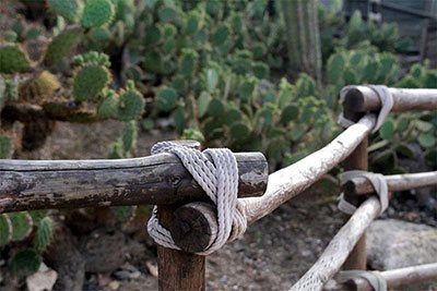 how to kill cactus plant