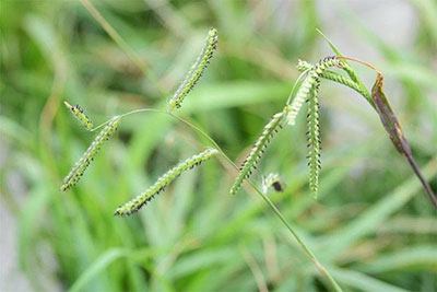 how to kill dallisgrass naturally