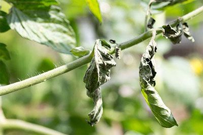 curling leaves on tomato plants