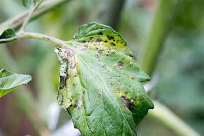 curling leaf on tomato plant