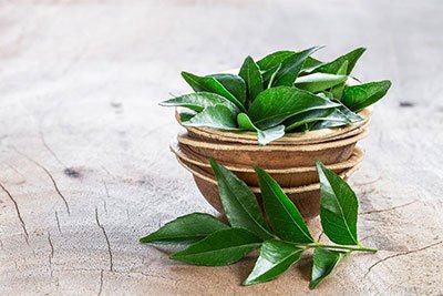 how to grow curry leaves plant from cuttings