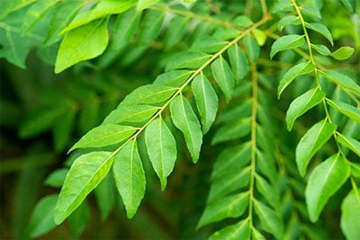 how to grow curry leaves from seed