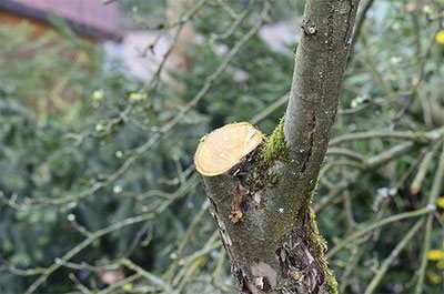 how to trim a lime tree