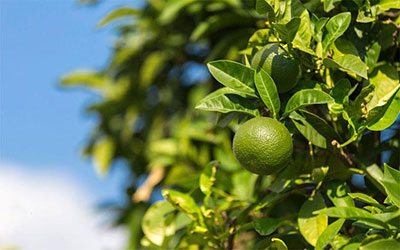 how to prune an indoor lime tree