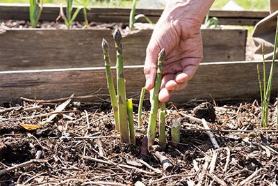 how to transplant asparagus from seed