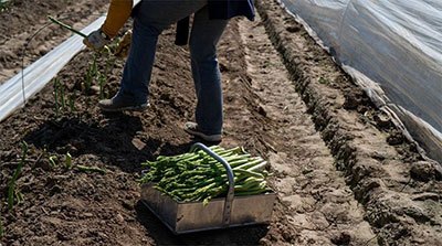 how to transplant asparagus seedlings