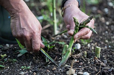 how to transplant asparagus roots