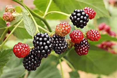 how to transplant blackberry plants