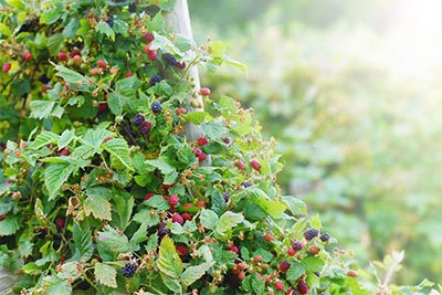 how to transplant blackberries bushes