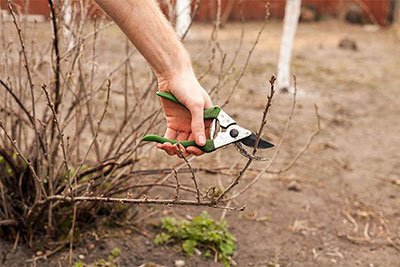 how to transplant blackberry shoots