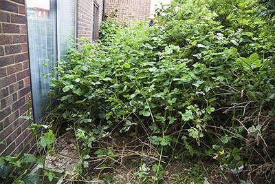 how to remove shrubs with a jack