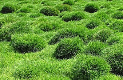 how to get rid of zoysia grass lawn