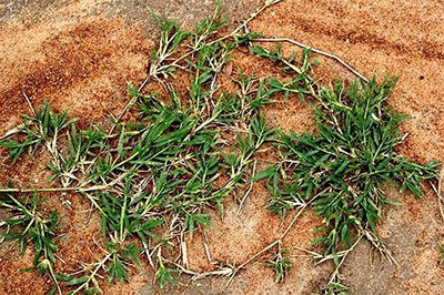 how to get rid of zoysia grass in flower beds
