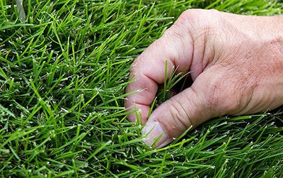how to get rid of zoysia grass naturally