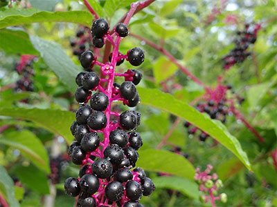 how to get rid of pokeweed safely
