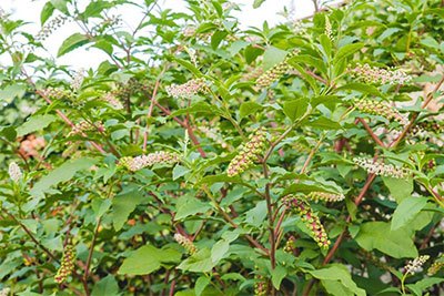 how to get rid of pokeweed in my garden