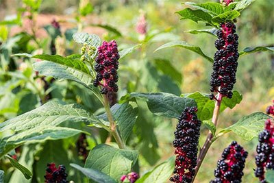 how to get rid of pokeweed in my yard