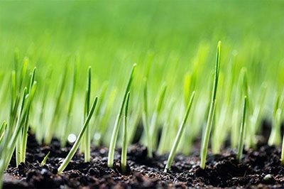 how long for grass seed to germinate fescue