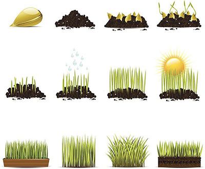 how long for grass seed to germinate in august
