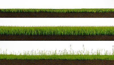 how long for rye grass seed to germinate