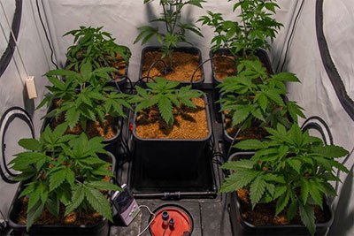 how to set up a grow tent with led lights