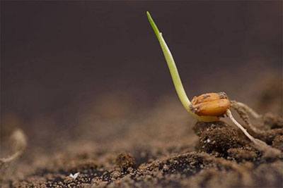 how long does it take for vegetable seeds to sprout