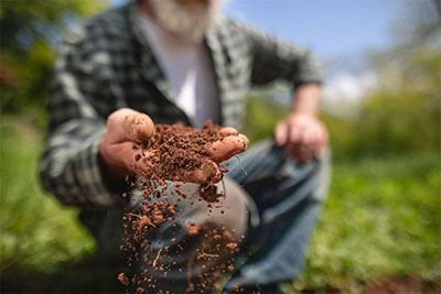 potting mix or potting soil for tomatoes