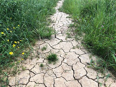 seeding grass in clay soil